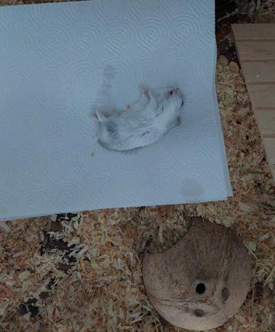 ist mein hamster wirkkich tot?