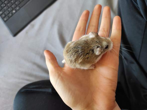 Ist mein Hamster zu dünn und zu klein?