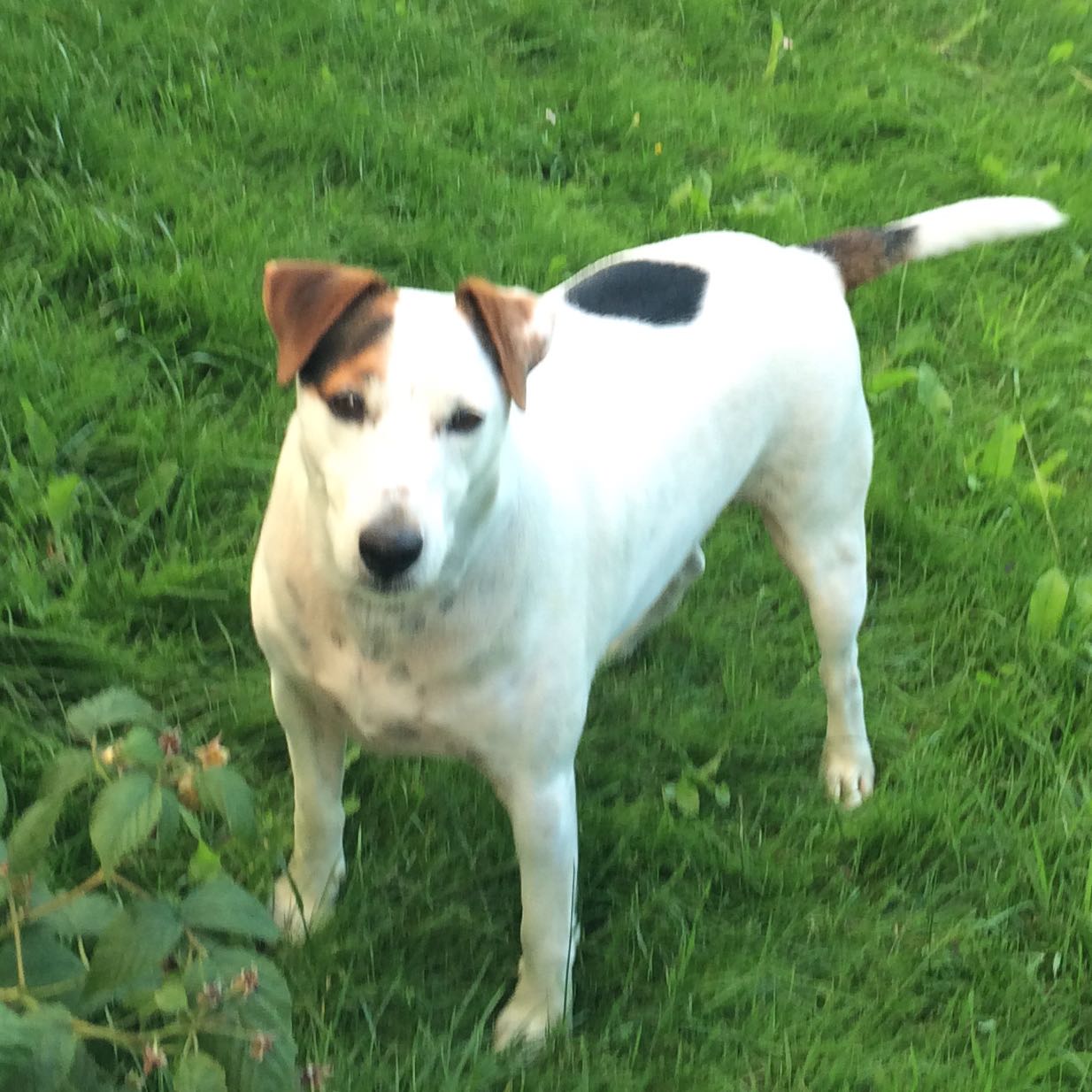 Ist mein Hund ein Jack Russel Terrier? (Tiere, JackRusselTerrier)