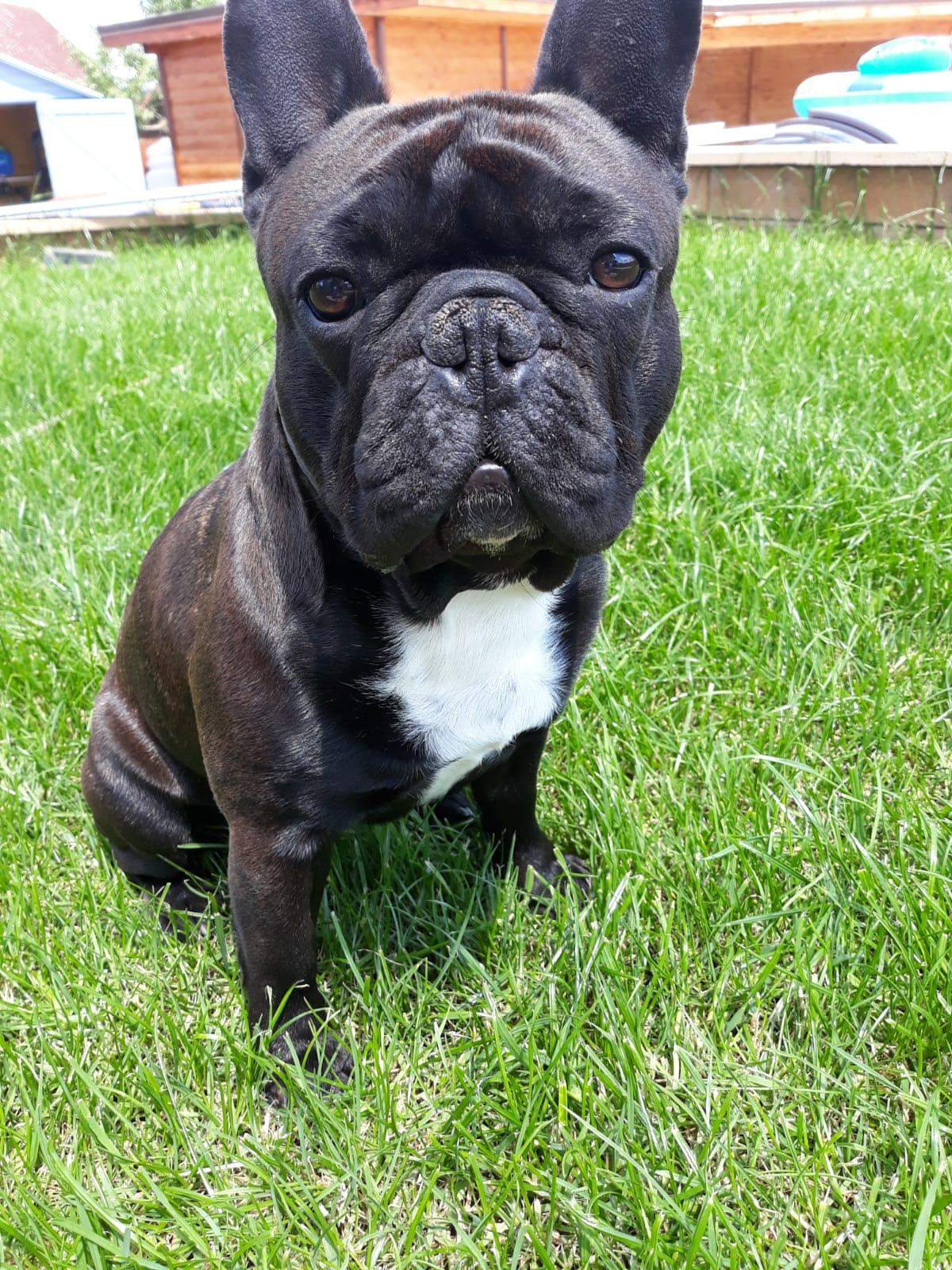 Ist mein Hund süß? (Psychologie, Tiere)