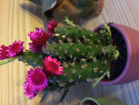 Kaktus - (Botanik, Kaktus)