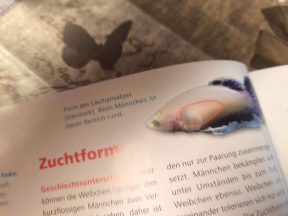 Bild zum Beitrag