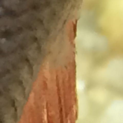 Und ihr das auf der anderen - (Fische, Aquarium, Aquaristik)