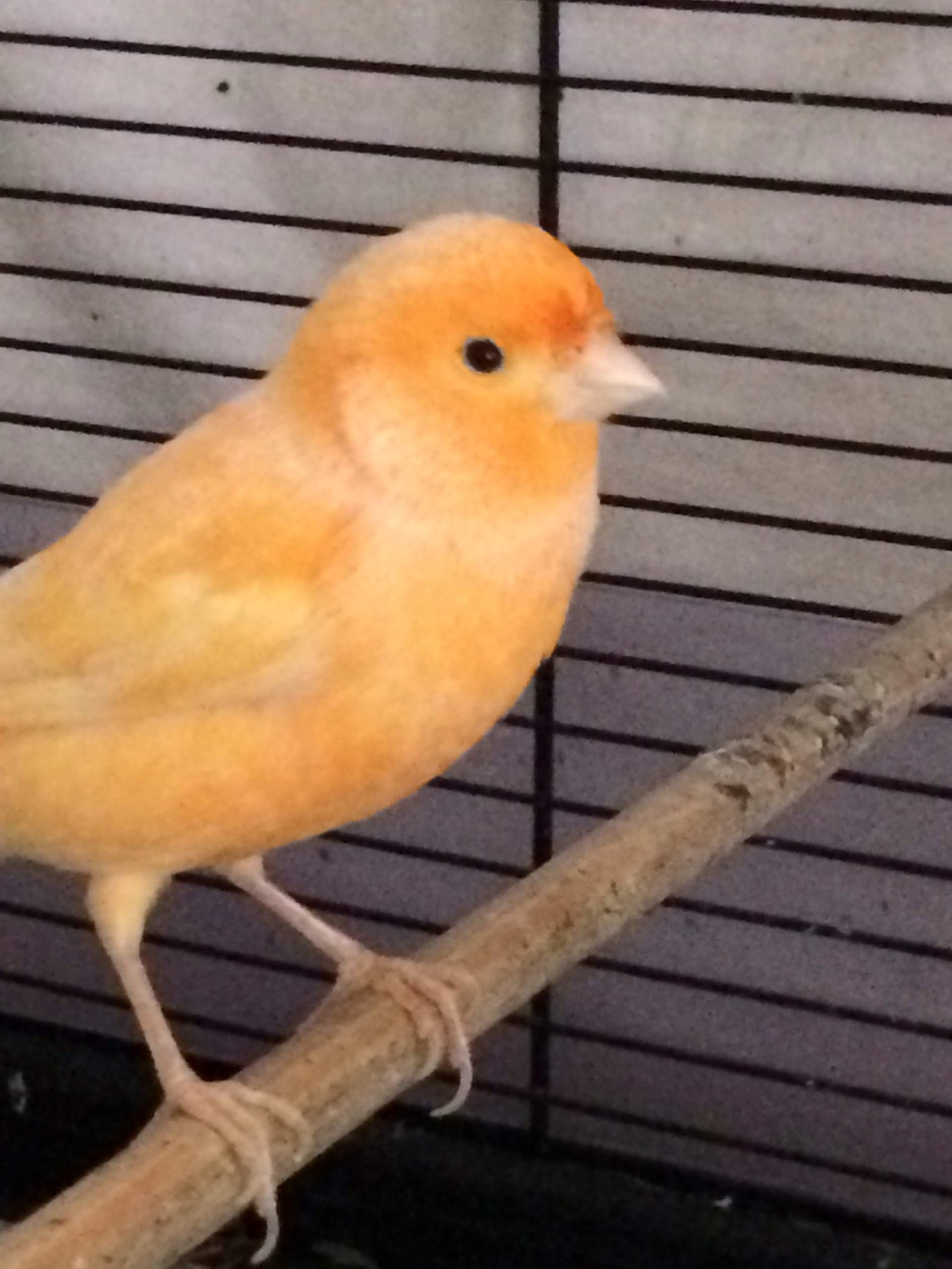 Ist mein kanarienvogel krank? (Eier, Weibchen, Brüten)