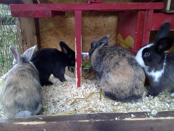 meine 4 - (Tiere, Kaninchen, Tierarzt)