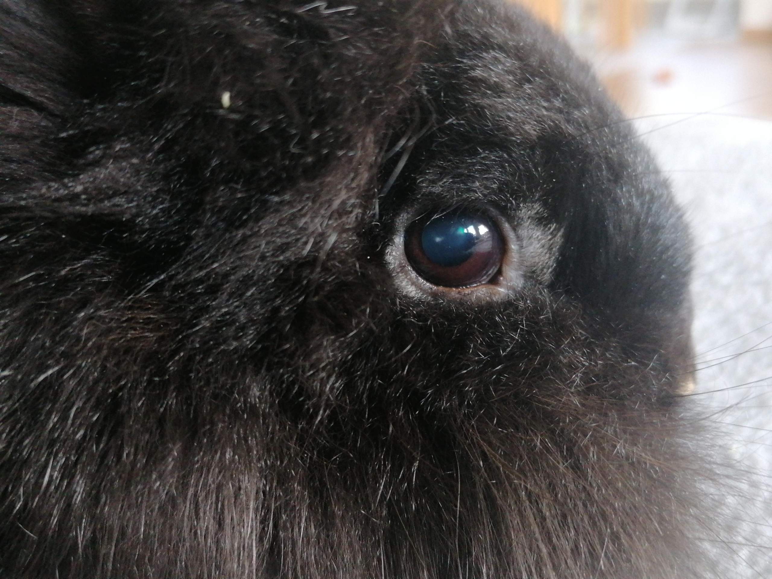 Ist mein Kaninchen blind? (Gesundheit, Augen, Nagetiere)