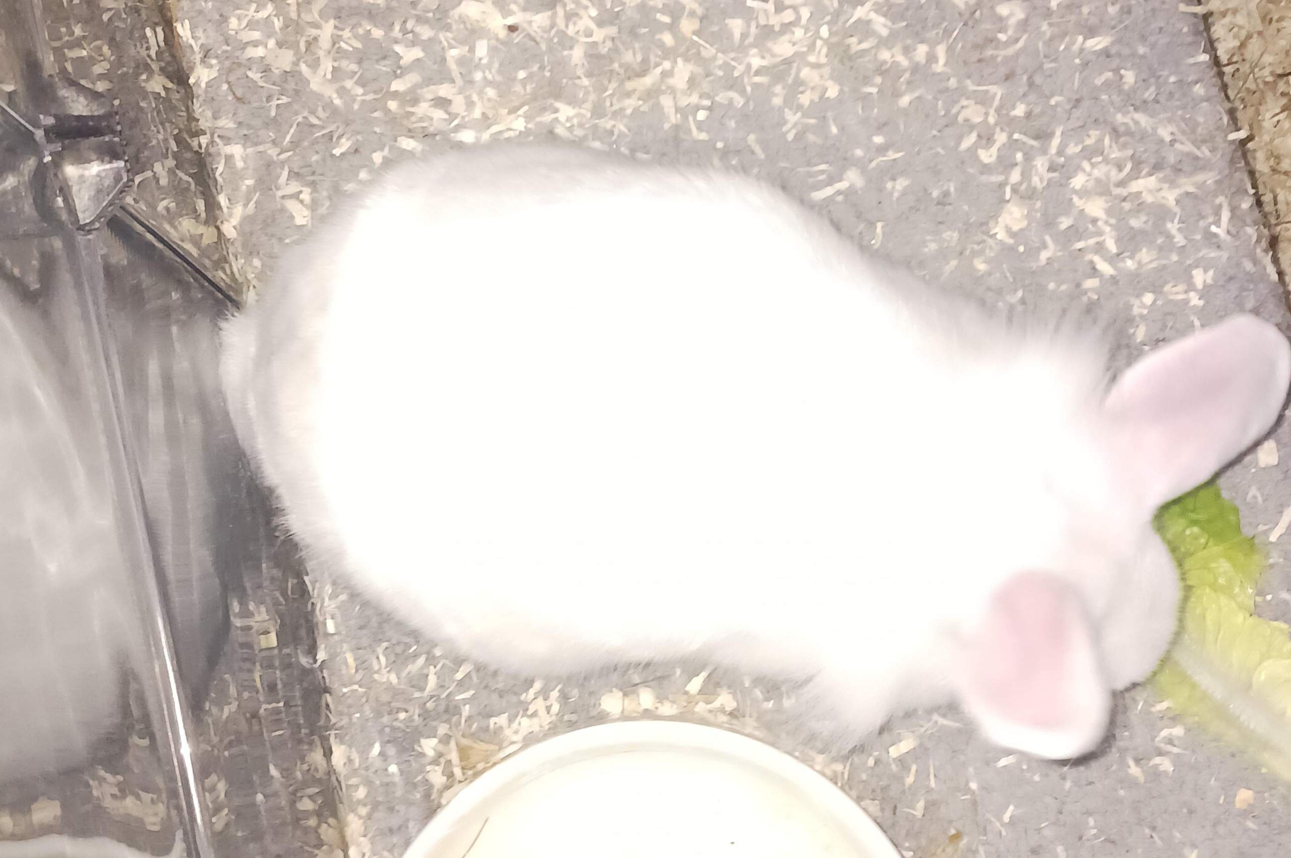 Ist mein Kaninchen schwanger? (Schwangerschaft, Kleintiere)
