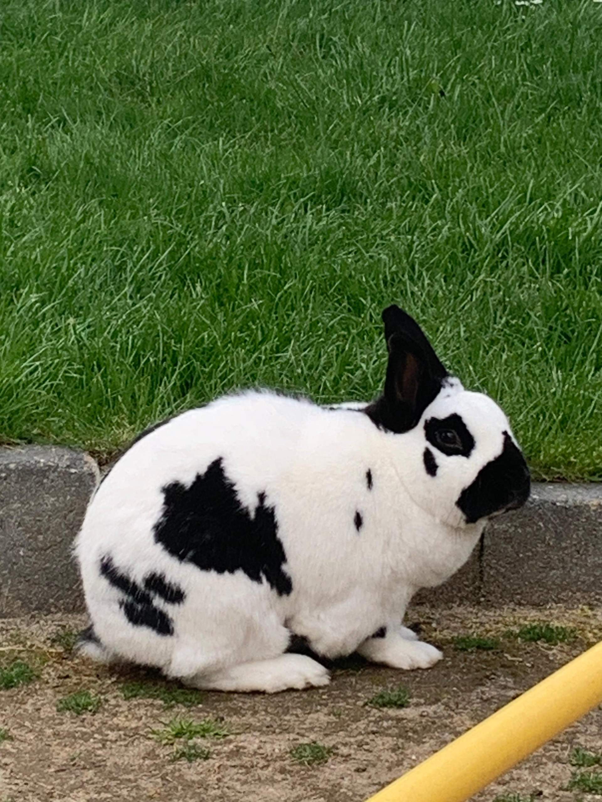 Ist mein Kaninchen übergewichtig? (Gesundheit, Tiermedizin, Nagetiere)