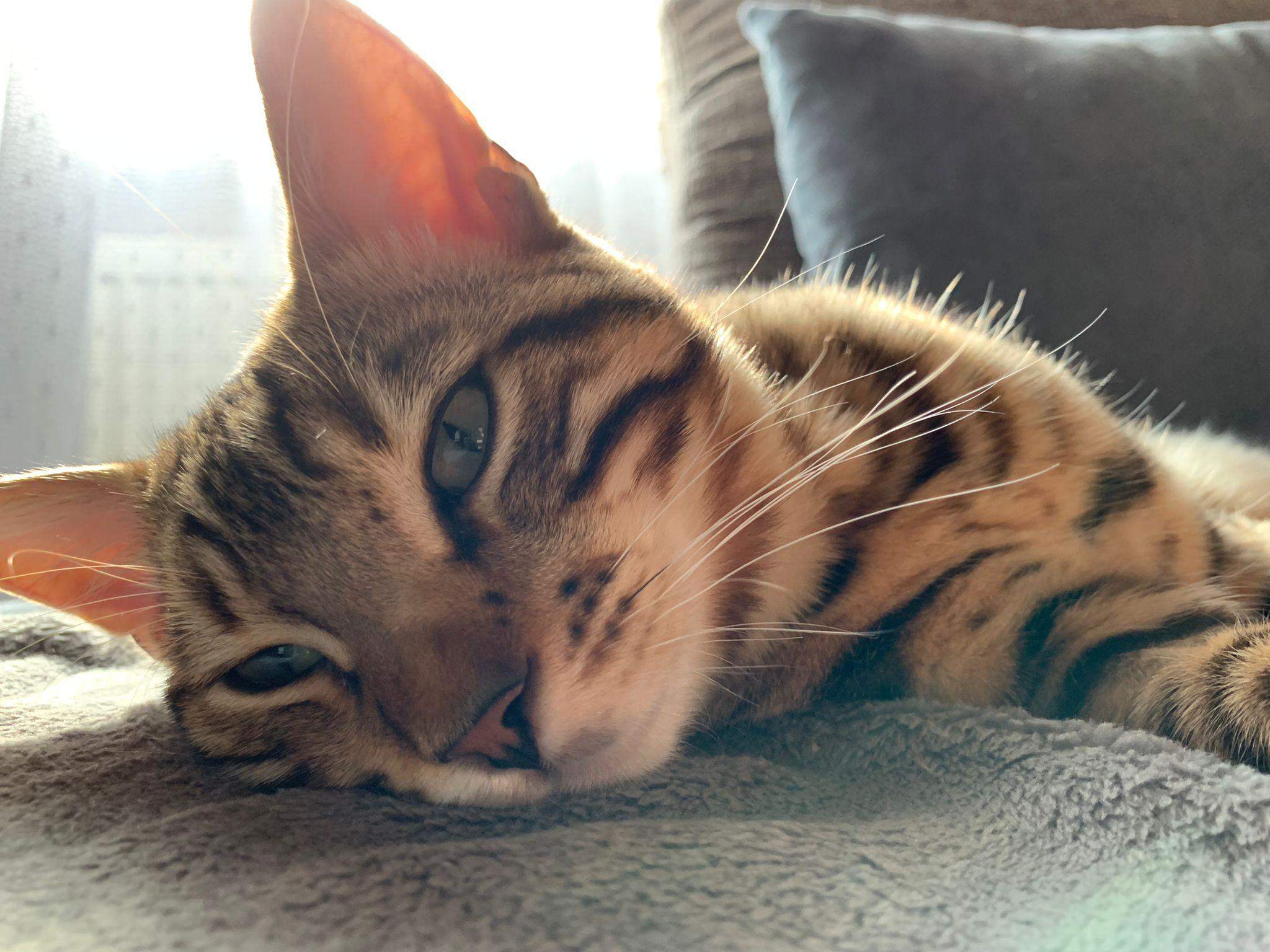 Ist mein Kater ein BengalMix? (Tiere, Katze, Tiermedizin)