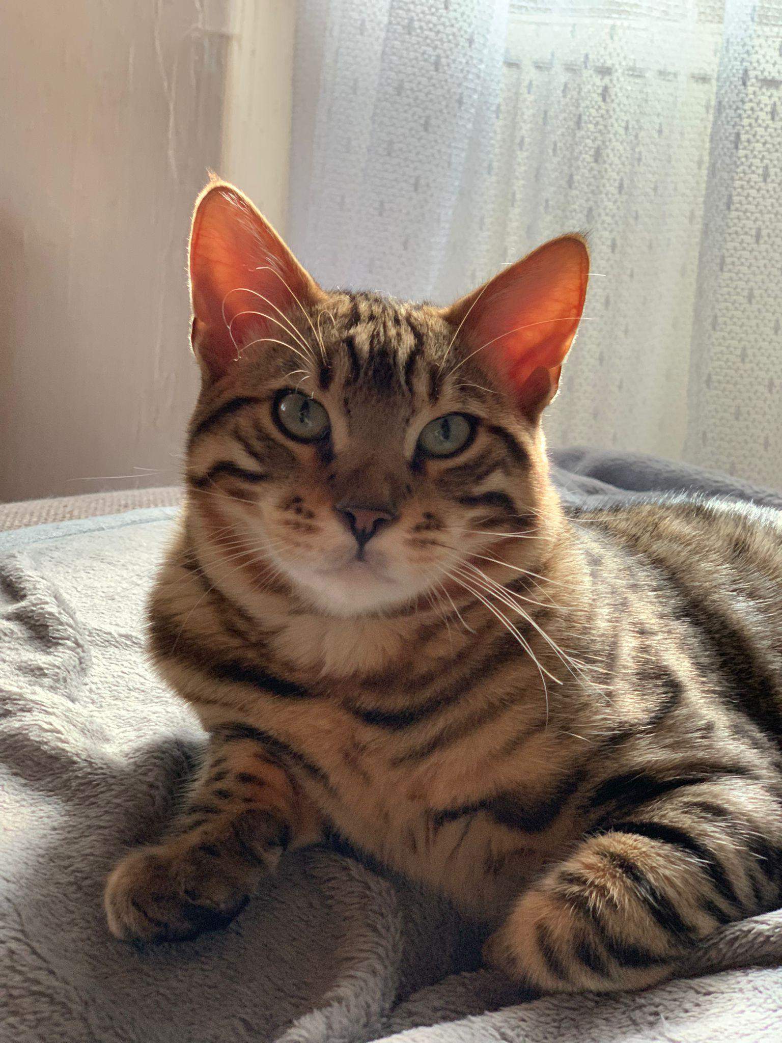 Ist mein Kater ein BengalMix? (Tiere, Katze, Tiermedizin)