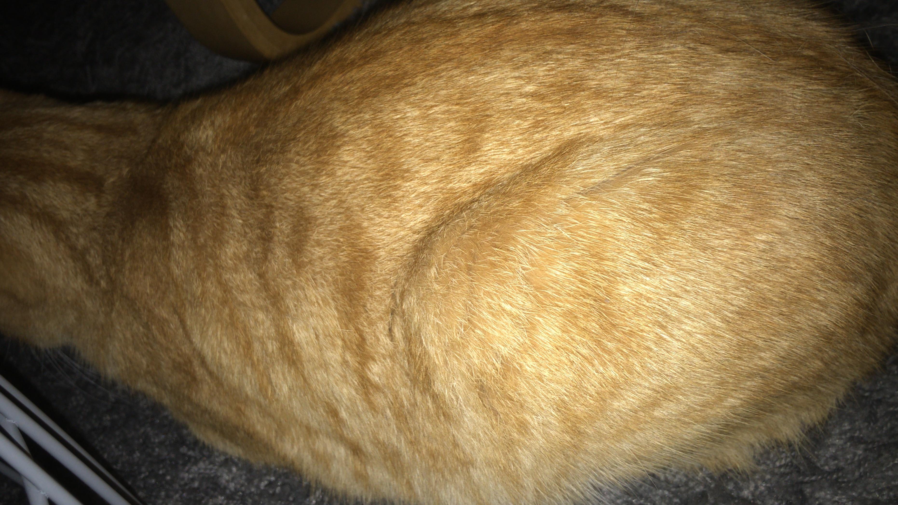 Ist Mein Kater Zu Dick 11 Jahre Tiere Katze Katzen