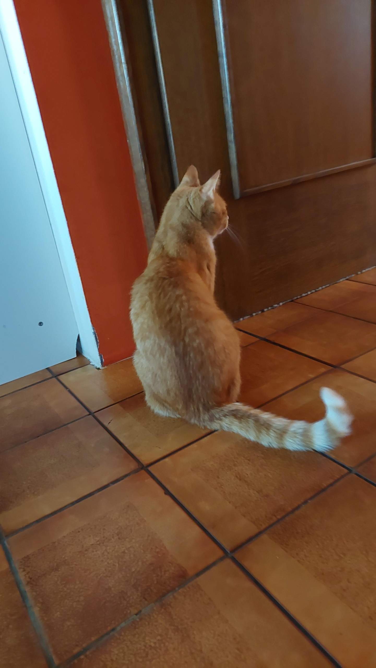 Ist mein kater zu dünn? (Tierarzt, Tierhaltung, Futter)