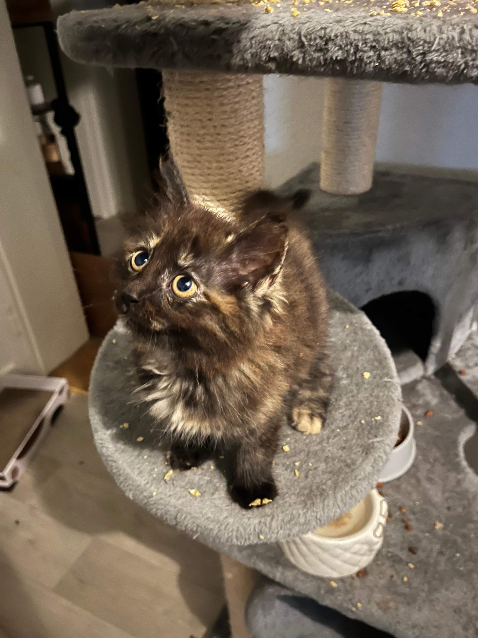 Selling Maine Coon Kitten männlich