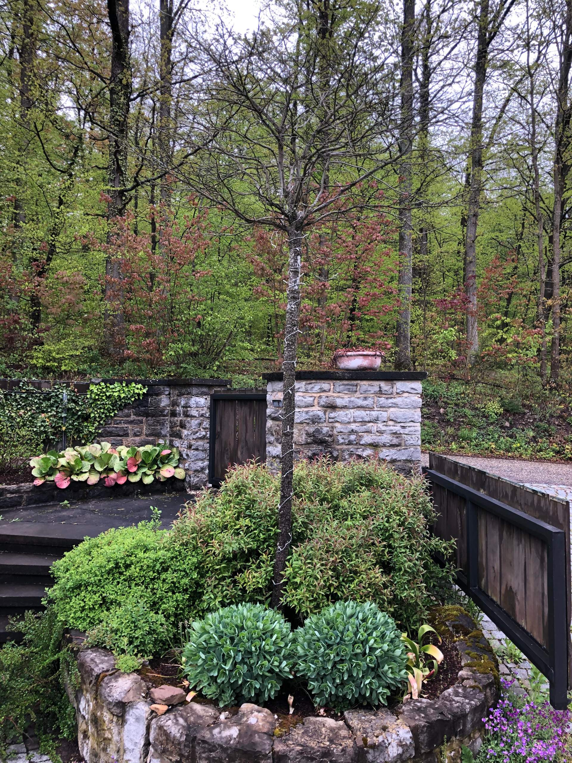 Ist mein KugelAmberbaum tot? (Garten, Baum, Pflanzenpflege)