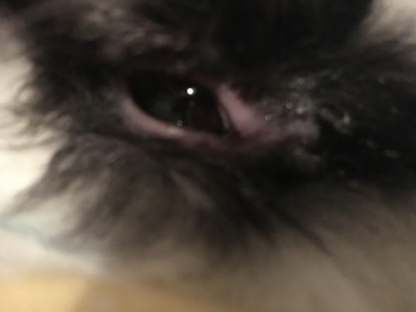 - (Tiere, Krankheit, Kaninchen)