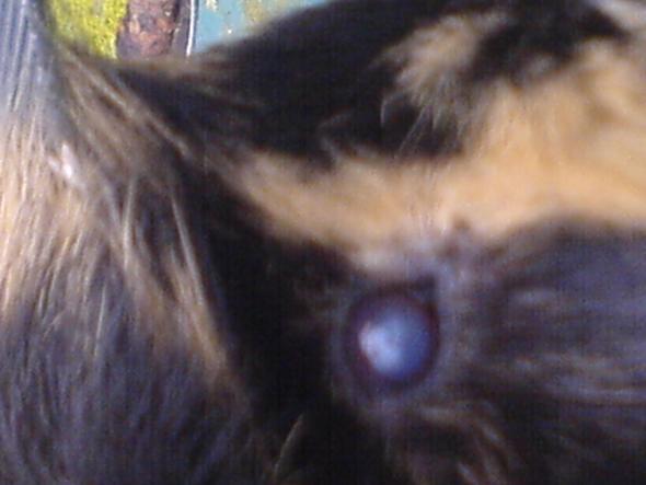 Ist Mein Meerschweinchen Auf Dem Rechtem Auge Blind Augen ist-mein-meerschweinchen-auf-dem-rechtem-auge-blind-augen