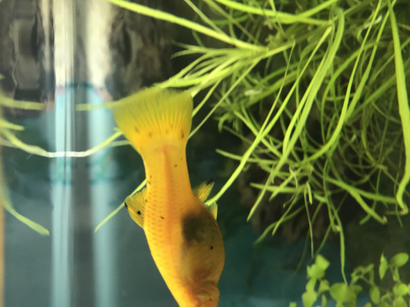 Ist Mein Molly Gold Schwanger Fische