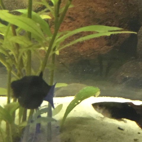 Dicker - (schwanger, Fische, Aquarium)