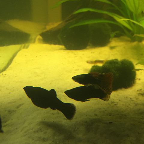Black - (schwanger, Fische, Aquarium)