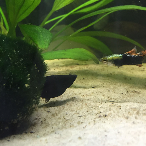 Molly - (schwanger, Fische, Aquarium)