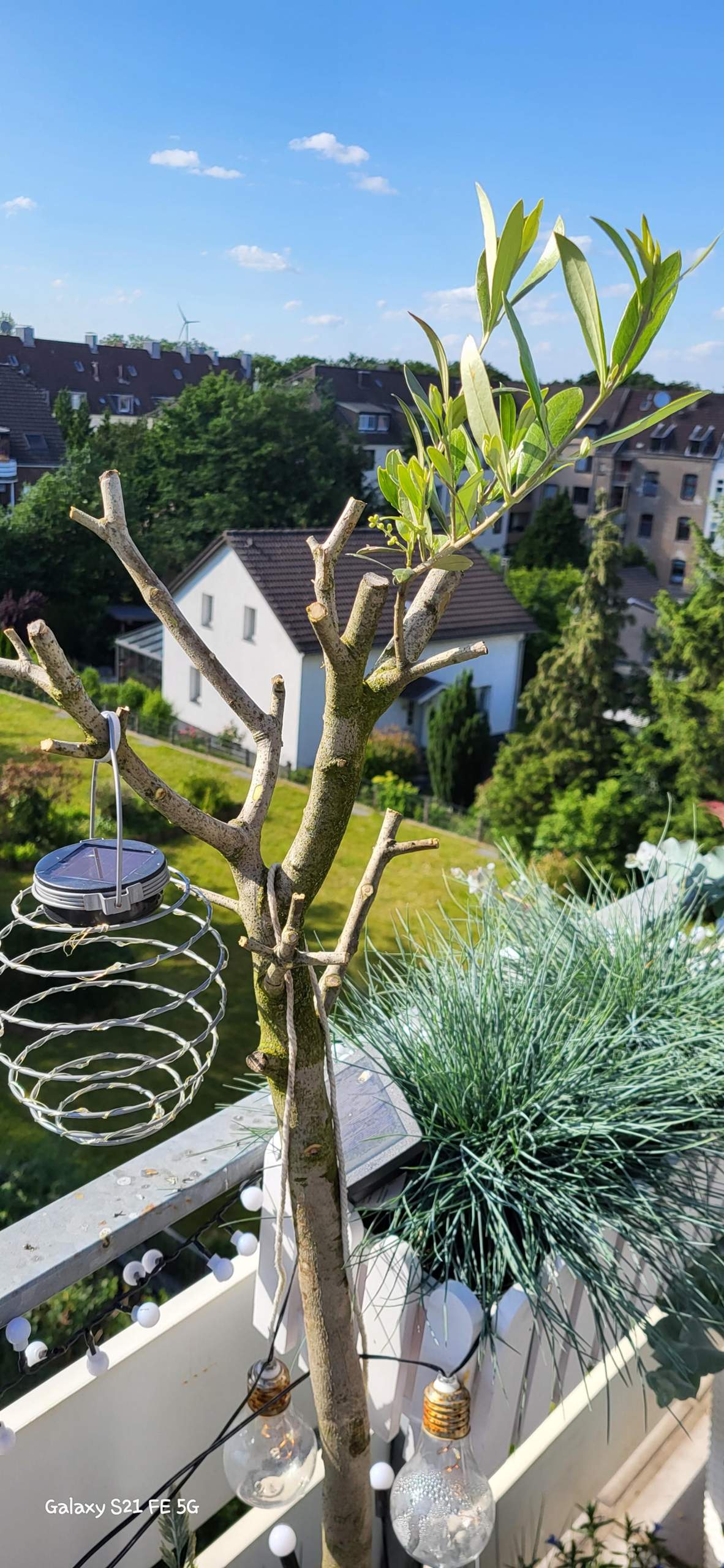 winterfester olivenbaum kaufen Olivenbaum | kaufen