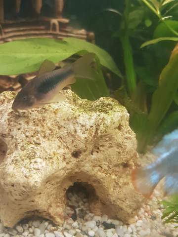 Ist mein Panzerwels schwanger wegen dem Bauch? (Fische, Aquarium,  Aquaristik)