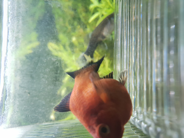 - (Aquaristik, Platy schwanger)