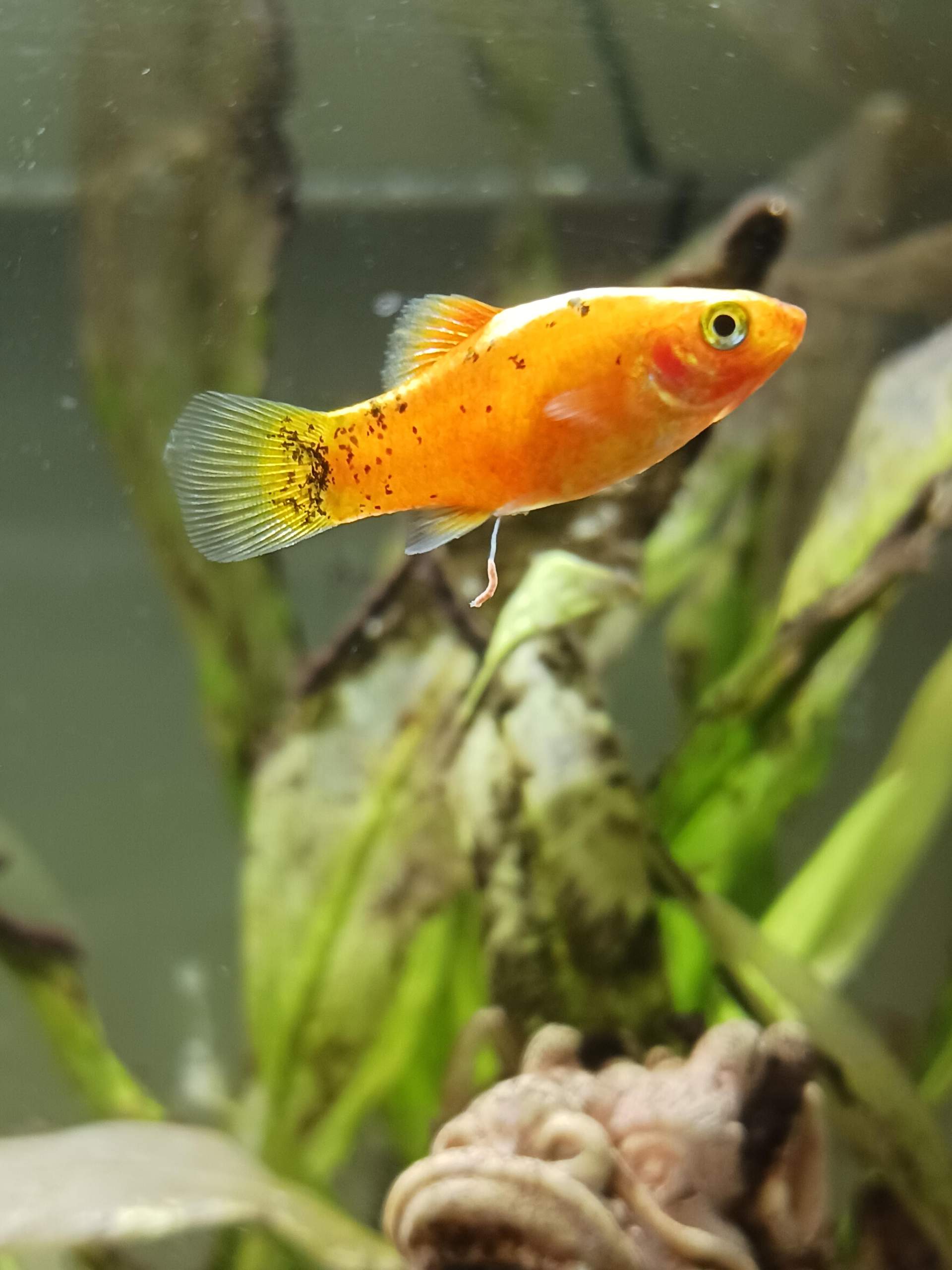 Ist mein Platy männlich oder weiblich? (Aquarium, Geschlecht