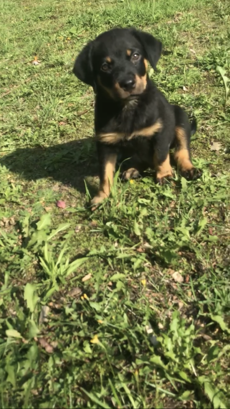 Ist mein Rottweiler reinrassig? (Hunderasse)