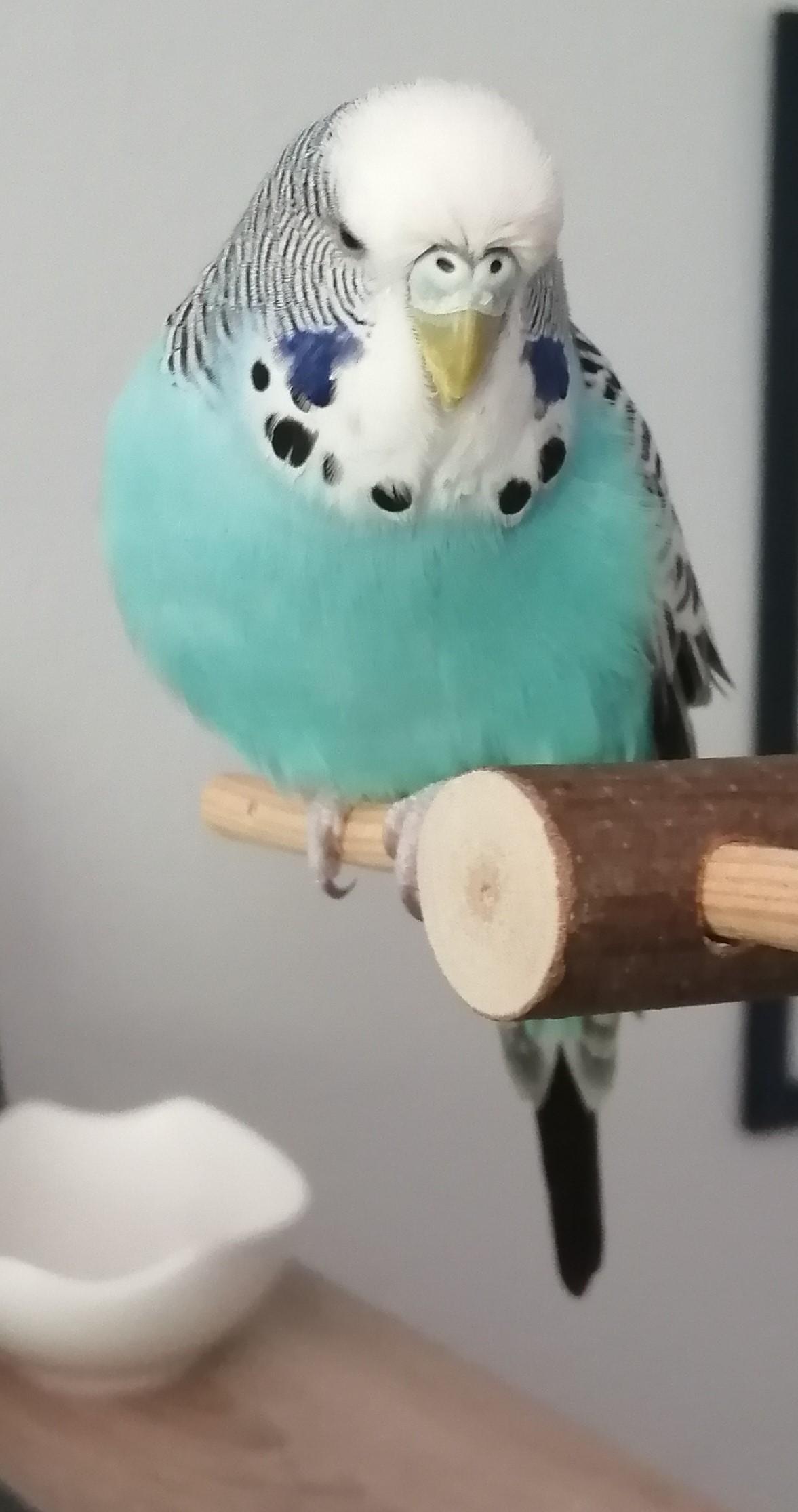 Ist mein Wellensittich ein männlich oder weiblich? (Vögel, Geschlechtsbestimmung)