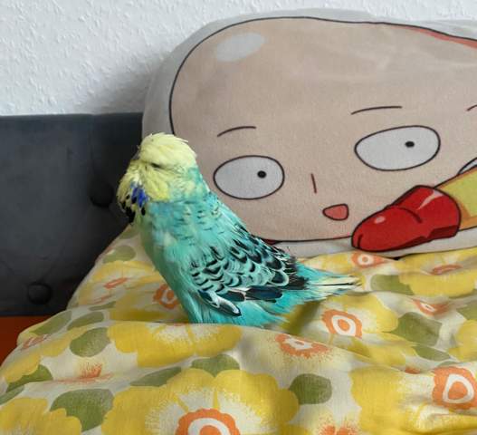 Bild zum Beitrag