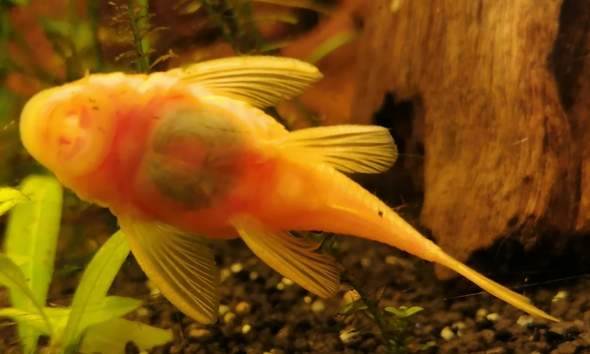 Ist mein Wels krank? (Fische, Aquarium, Aquaristik)
