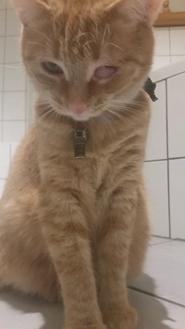 Ist Meine Katze Blind Katzen Tierarzt