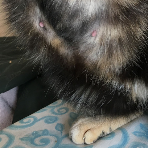 Katze Dicker Bauch Hart - Captions More