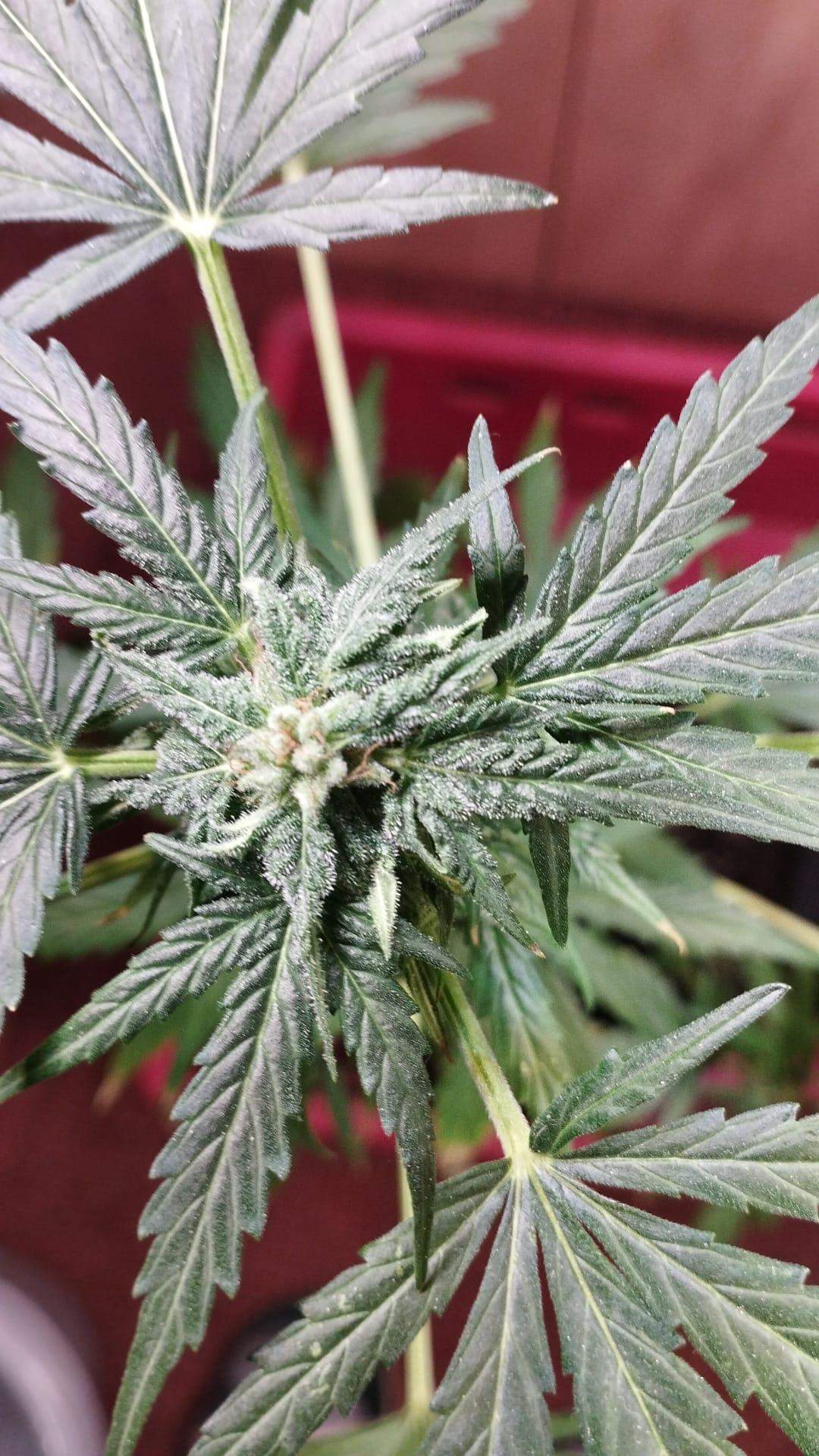 Ist meine Autoflower männlich oder weiblich? (Cannabis, Gras, Hanf)