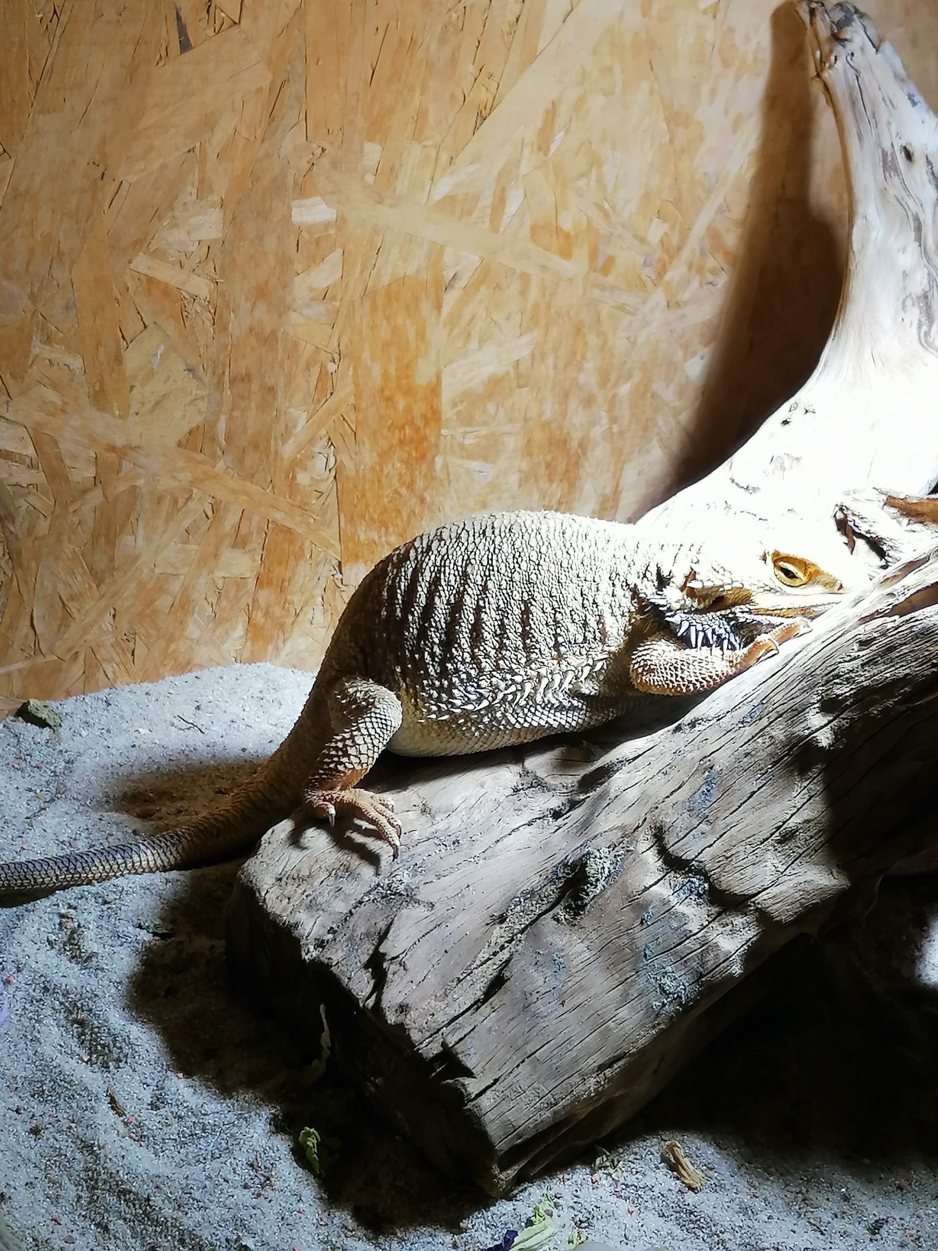 Ist meine Bartagame krank? - 0 Full Ist meine Bartagame krank? - 0 Full