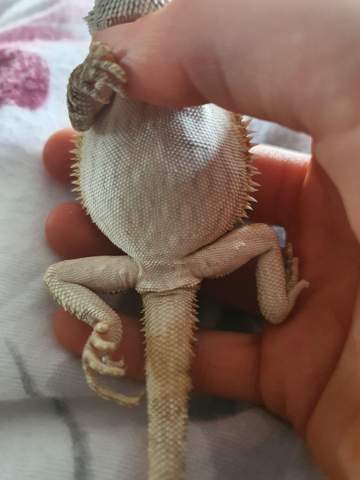 Ist meine Bartagame männlich oder weiblich? (Geschlecht) - 0 Big Ist meine Bartagame männlich oder weiblich? (Geschlecht) - 0 Big