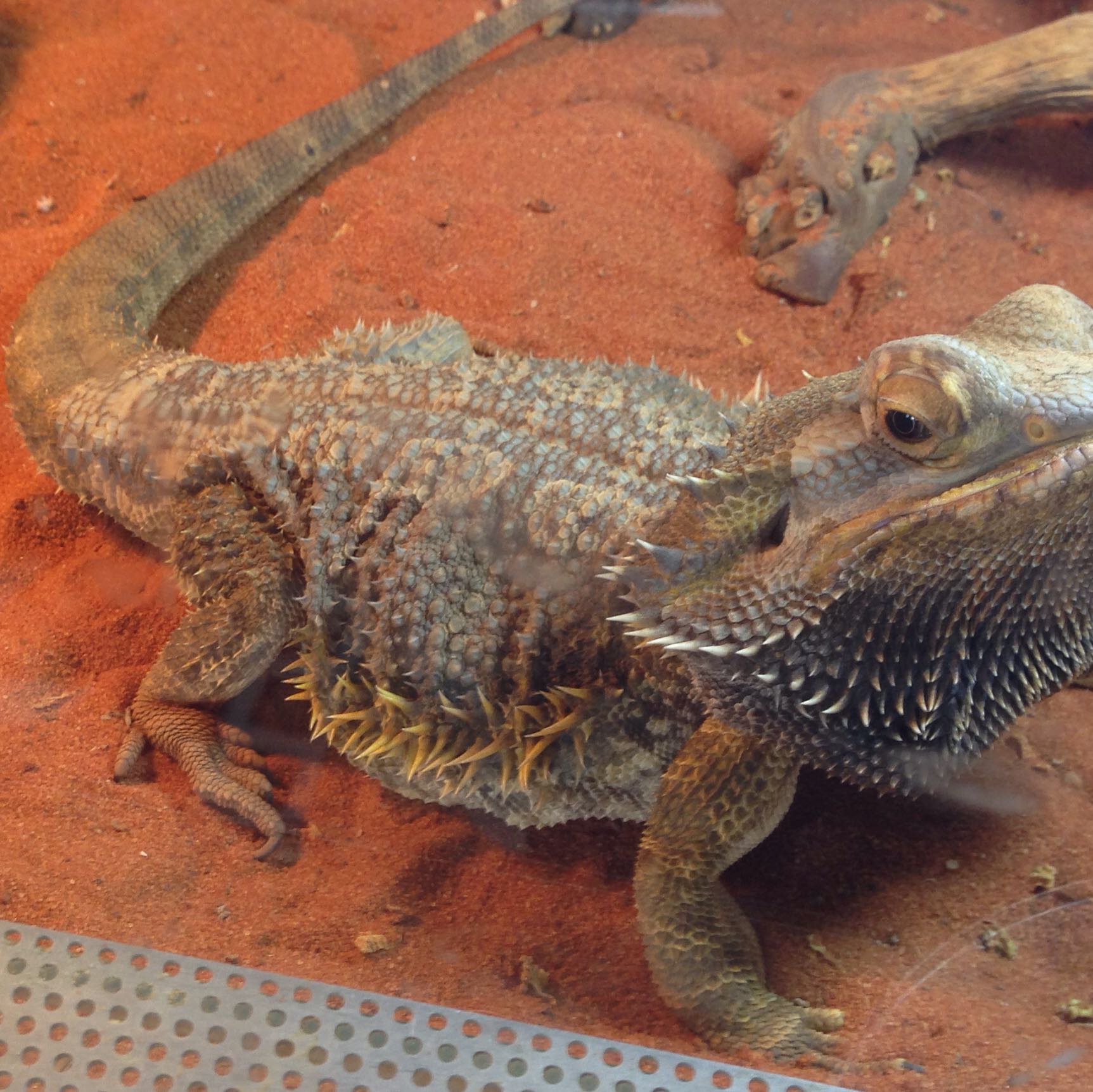 Ist meine Bartagame zu dünn? (Ernährung, Tiere, Reptilien)