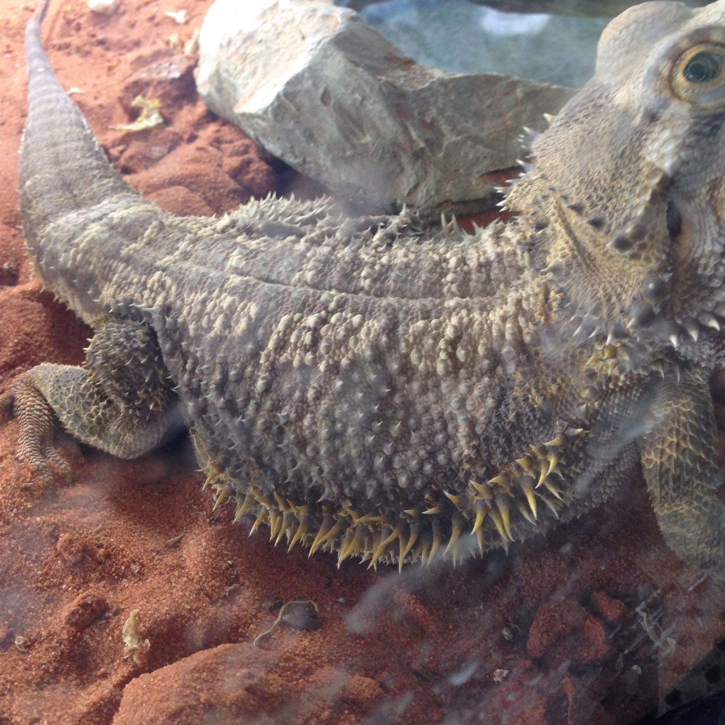 Ist meine Bartagame zu dünn? (Ernährung, Tiere, Reptilien) - 1 Full Ist meine Bartagame zu dünn? (Ernährung, Tiere, Reptilien) - 1 Full