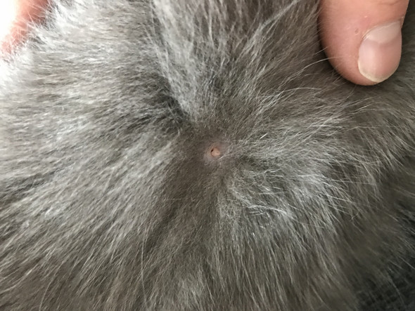 ist meine bkh katze trachtig katzen