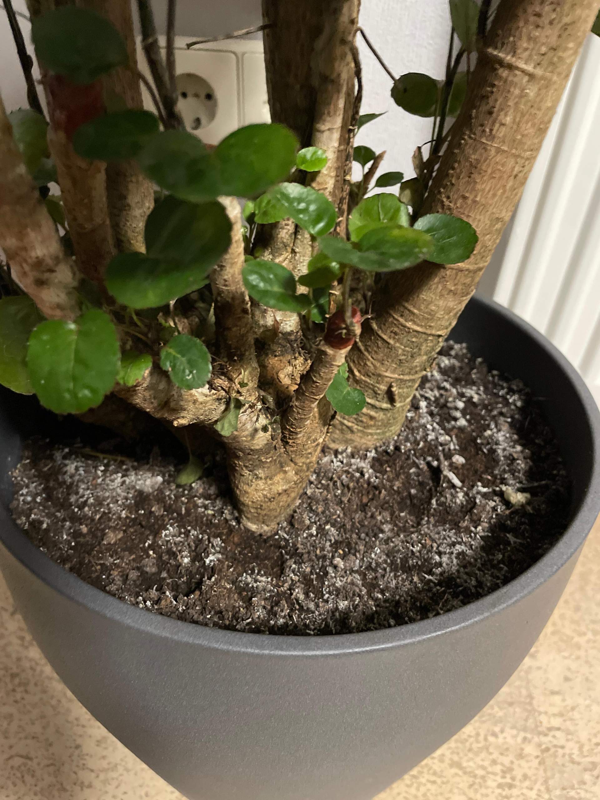 Ist meine Blumenerde am Schimmeln? (Erde, Schimmel, Pflanzenpflege) Ist meine Blumenerde am Schimmeln? (Erde, Schimmel, Pflanzenpflege)