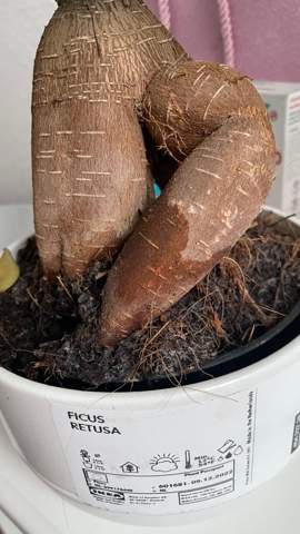 Ist meine Bonsai pflanze Krank?