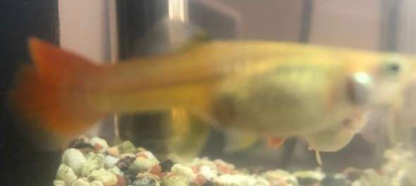 Ist meine Guuuuppy Dammee Schwanger?