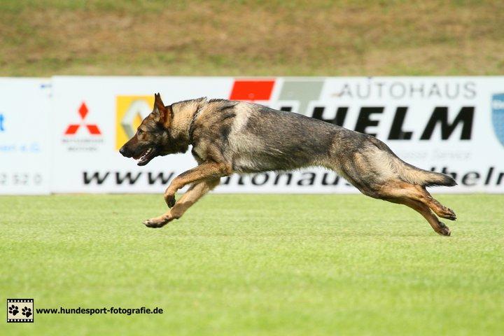 Ist meine Hündin zu dünn? (Hund, Schäferhund)