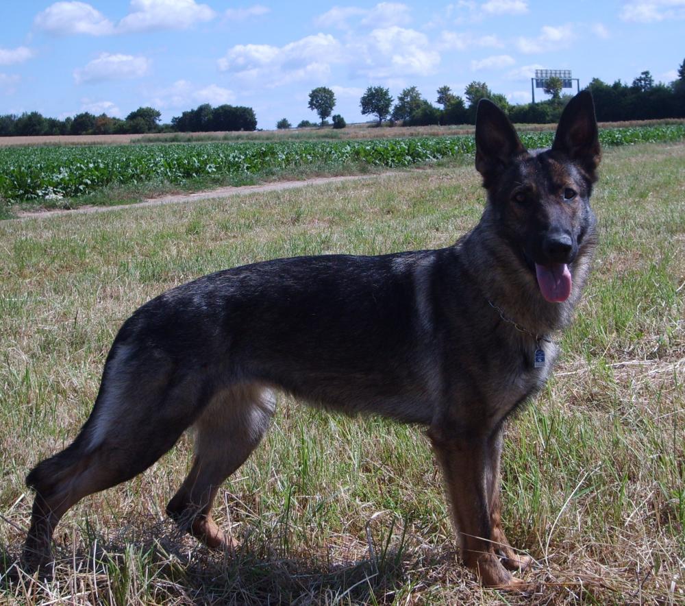 Ist meine Hündin zu dünn? (Hund, Schäferhund)
