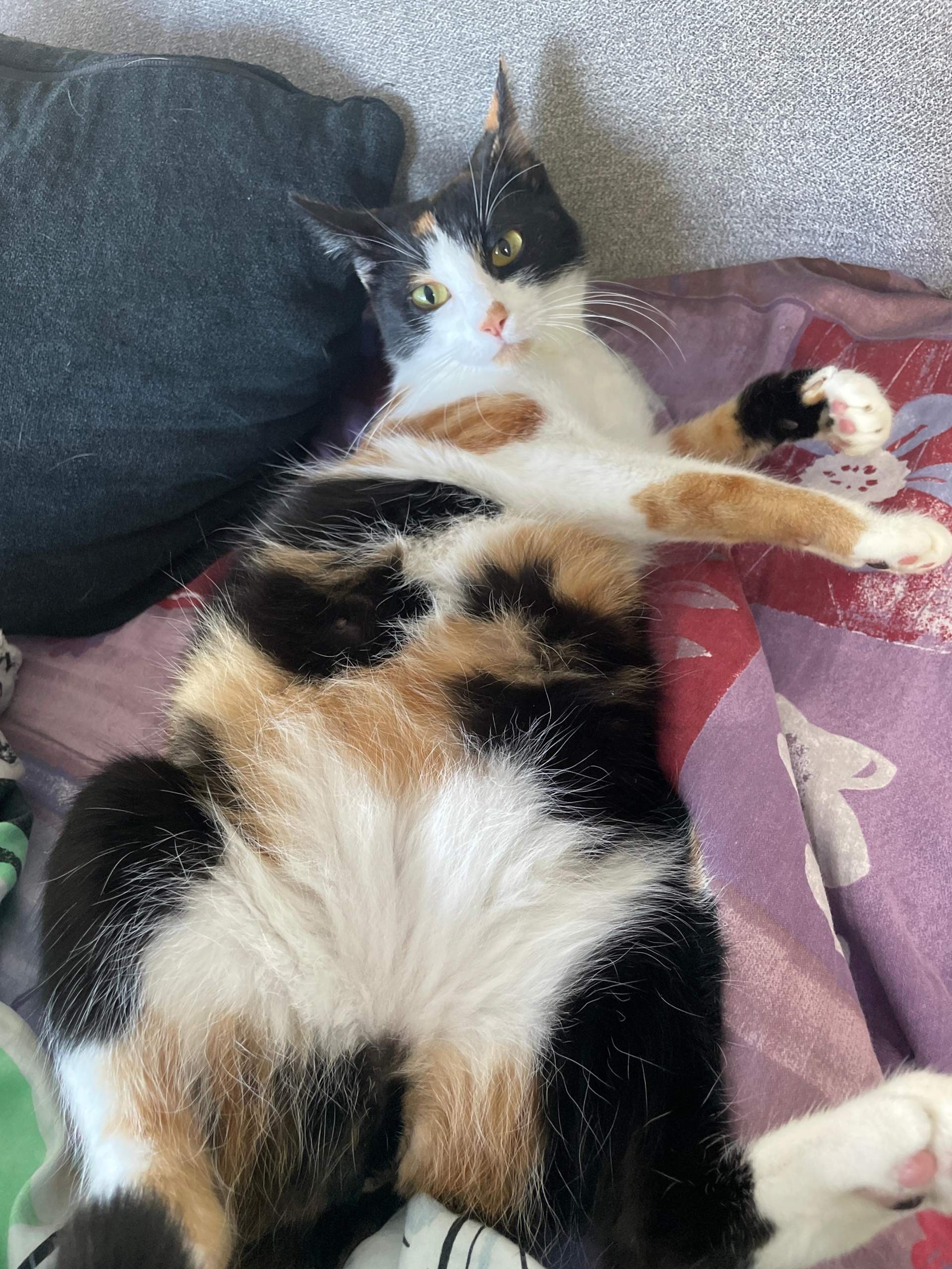 Ist meine Katze schwanger? (Schwangerschaft)