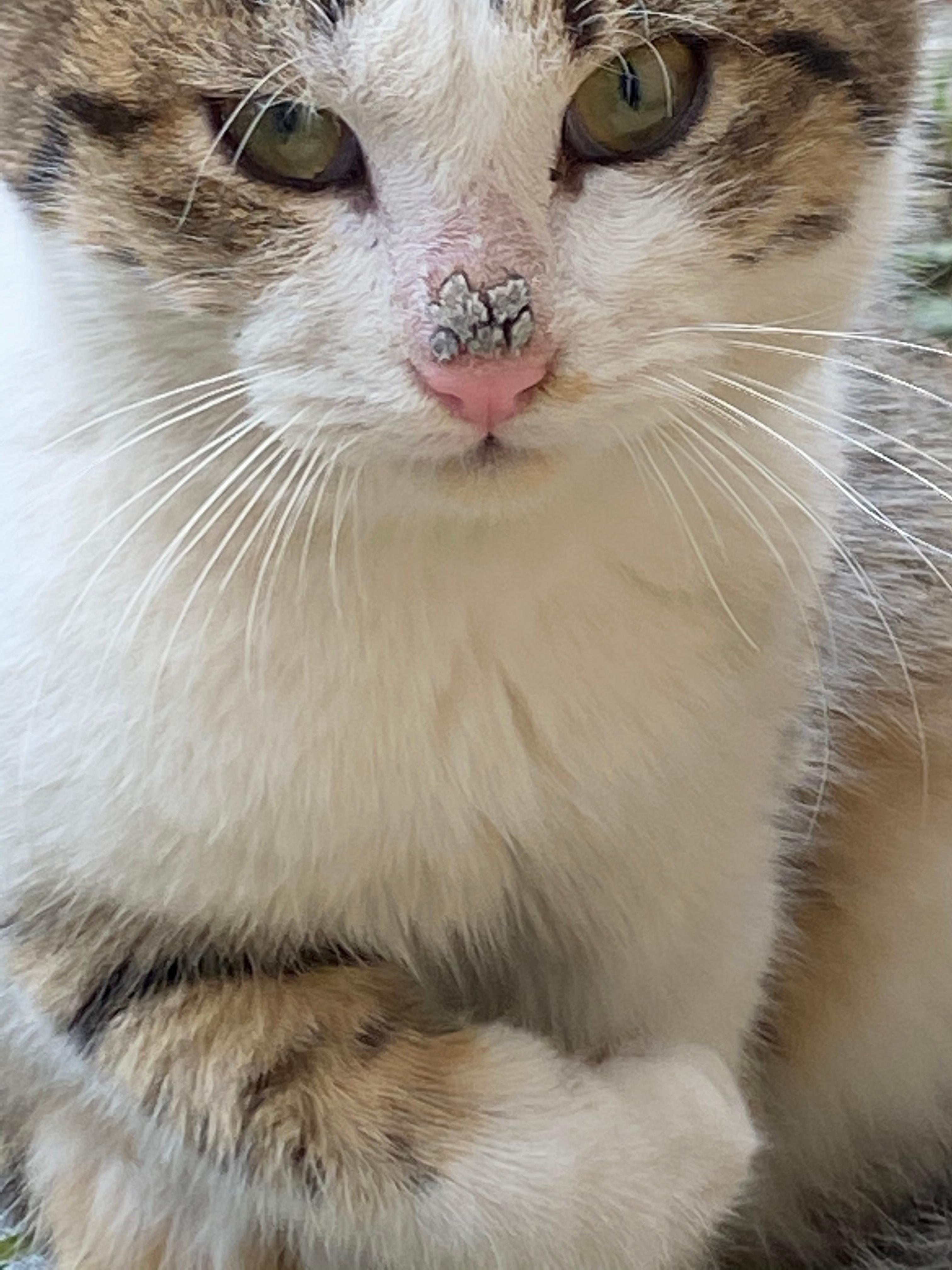 ist meine katze an irgendwas erkrankt gesundheit und medizin tiere krankheit