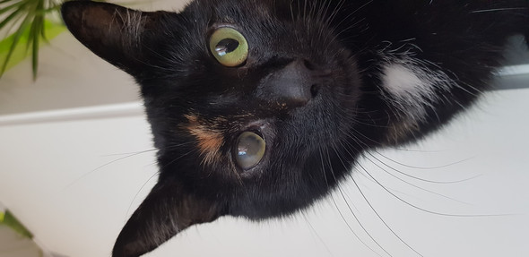 ist meine katze auf dem einen auge blind tiere katzen tierarzt