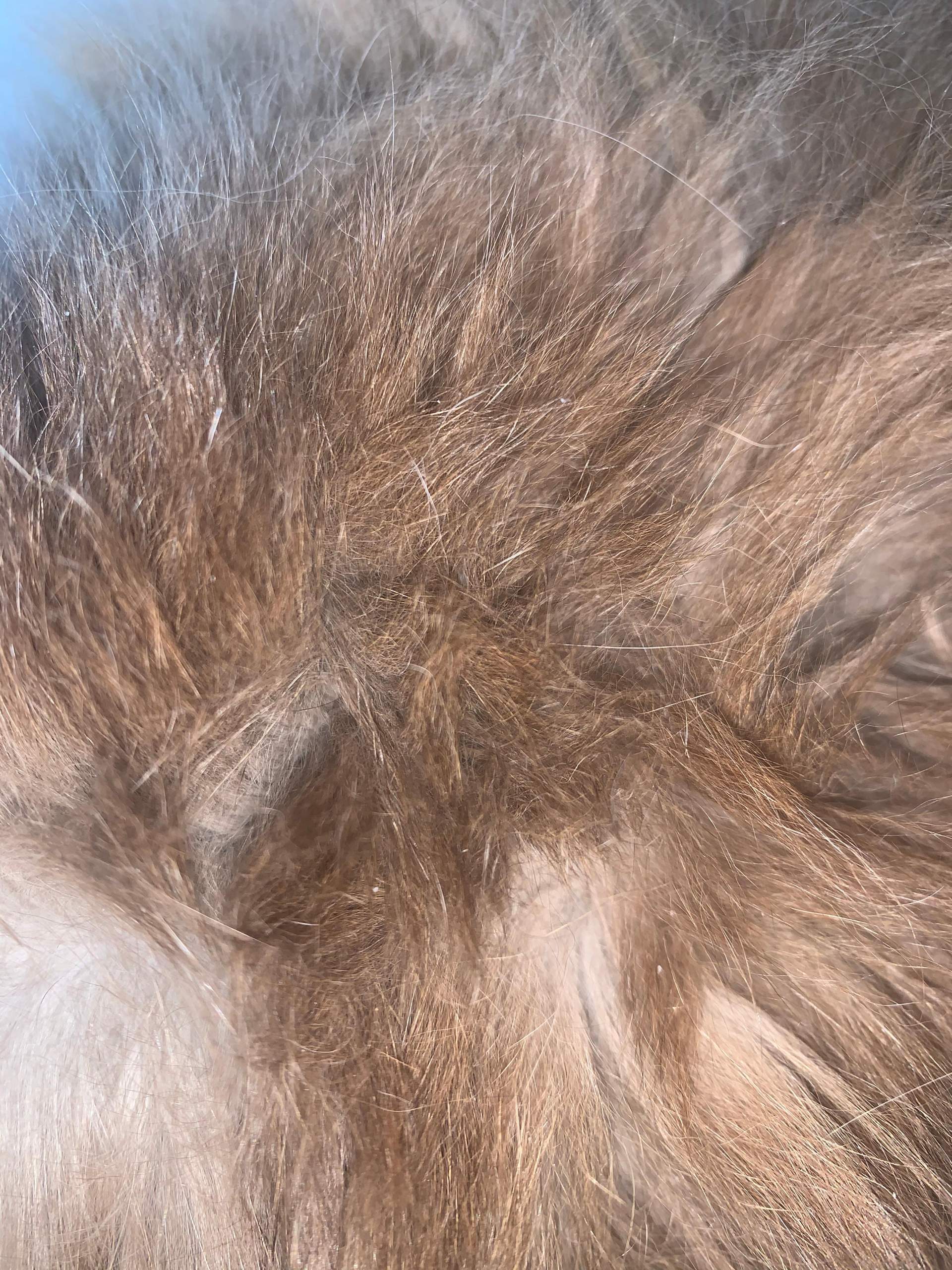 Ist meine Katze befallen oder sind das Schuppen? (Tiere, Haare, Befall ...