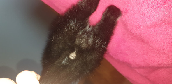 ist meine katze ein madchen oder ein junge junge oder madchen